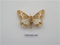 藏品(尺蛾115)的圖片